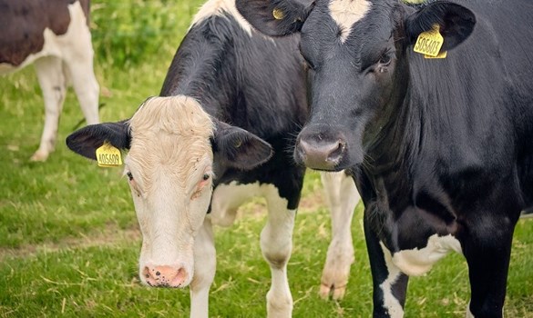 Two Holstein heifers stood in a grass field